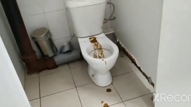 Супер ядерный понос! смотреть онлайн