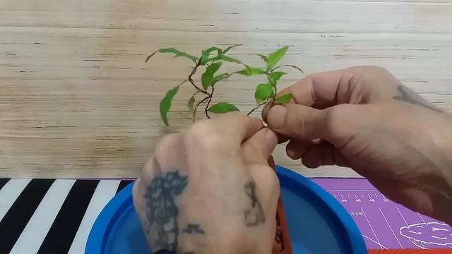 Как создать бонсай на пне? How to create bonsai on a stump? смотреть онлайн