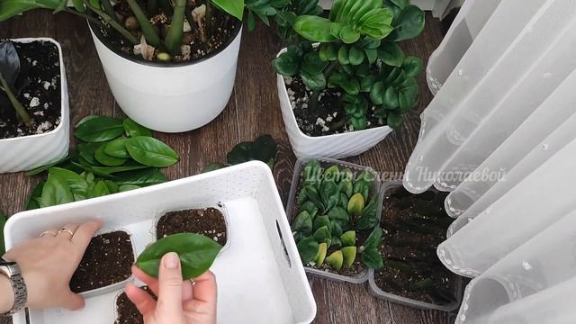 ЗАМИОКУЛЬКАС РАЗМНОЖАЮ ТОЛЬКО ТАК! Почему я раньше до этого не додумалась? смотреть онлайн