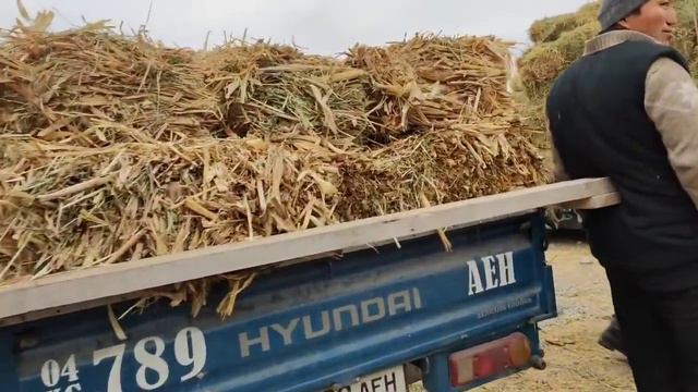ЧОП БЕДЕ САМАН ПАЯ Баалары 30 январь КАР ЖААГАНГА Озгордубу😱 смотреть онлайн