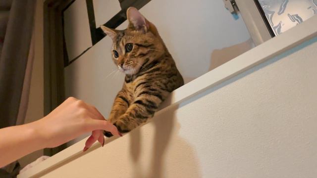 【Kitten Vlog】Genetta Kitten Playing with Owner's Hand【Munchkin / Bengal】 смотреть онлайн