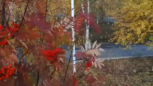 Свиристели жрут рябину смотреть онлайн