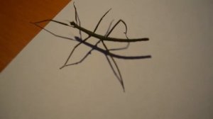 Анамский палочник | Содержание