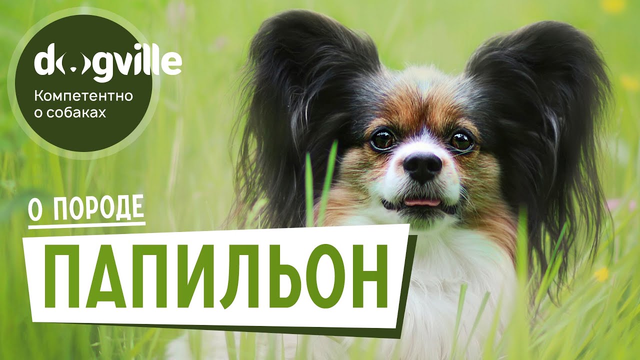 Папильон - О породе - Как выбрать щенка? смотреть онлайн