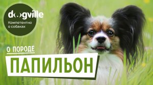 Папильон - О породе - Как выбрать щенка?