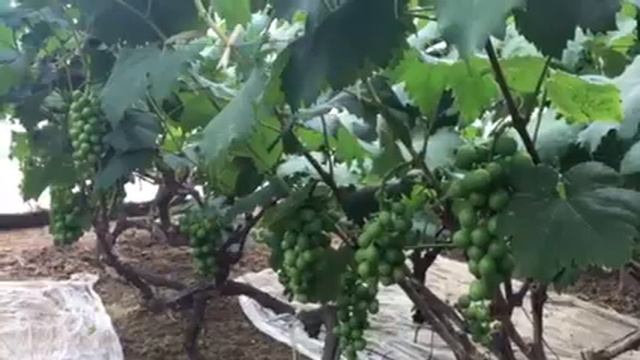 Фантастический эффект на винограде! Какие показатели увеличили? смотреть онлайн