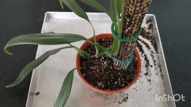 Epipremnum Amplissimum Silver - Repotting And Propagation