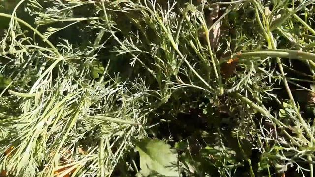 Сбор семян цветов. Collecting flower seeds смотреть онлайн