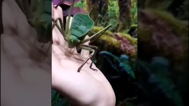 Гигантский Папуанский кузнечик ? смотреть онлайн