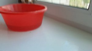 Как мыть мягкие игрушки?