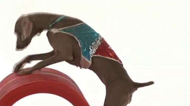 "101 Dog Tricks" DVD starring Kyra Sundance смотреть онлайн
