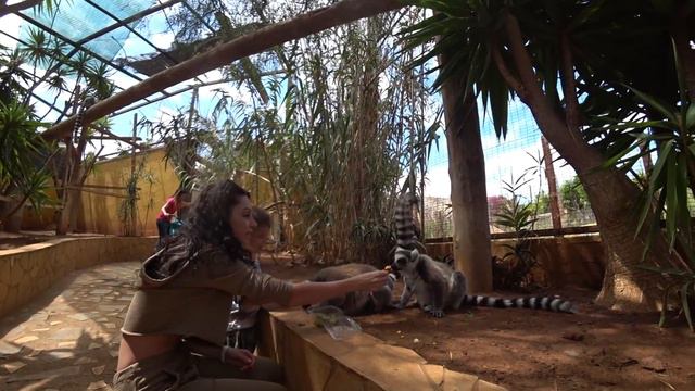 НАКРЫЛО ВОЛНОЙ. SOUTH BEACH 💋 Tenerife Monkey Park смотреть онлайн