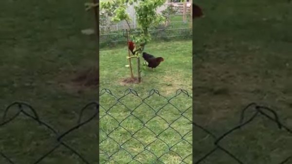 Zicke Zacke Hühnerwaffel