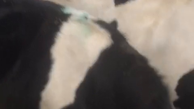 Как правильно выбирать скот-советы фермерам смотреть онлайн