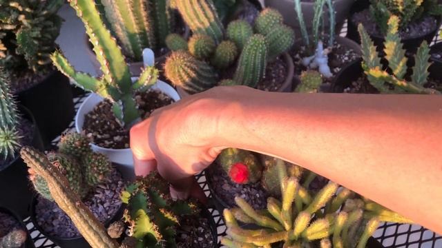 Cacti, Euphorbias, Agaves and Crassulas on the Porch, July 2023 Update смотреть онлайн