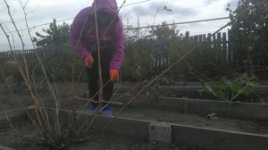 Подготовка винограда к зиме на Урале. 1 часть. Обрезка.