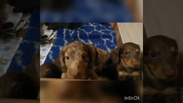 Самое милое видео. Щенки Таксы 1,5 месяца продаю смотреть онлайн