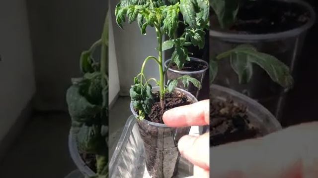 ПРАВИЛЬНЫЙ ПОЛИВ ТОМАТОВ-ЭТО ОЧЕНЬ ВАЖНО! КАК И КОГДА ПОЛИВАТЬ ТОМАТЫ. #shorts смотреть онлайн