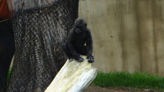 Baby gorillas Kabibe and Hasani, SF Zoo Oct 10, 2014 #kabibe #hasani смотреть онлайн