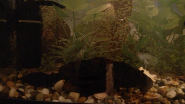 Сом аквариумный присоска - Плекостомус (лат. Hypostomus Plecostomus)
