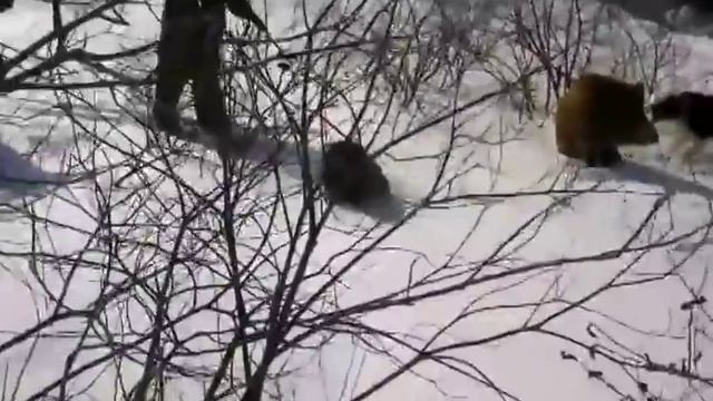 Охота на КАБАНА с собаками. Лайки красиво поработали с кабаном на охоте смотреть онлайн