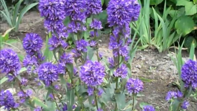 Городские цветы смотреть онлайн