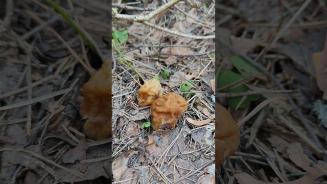 Строчок гигантский .Giromitra gigas . смотреть онлайн