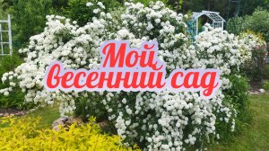 Мой весенний сад! Пение птиц???