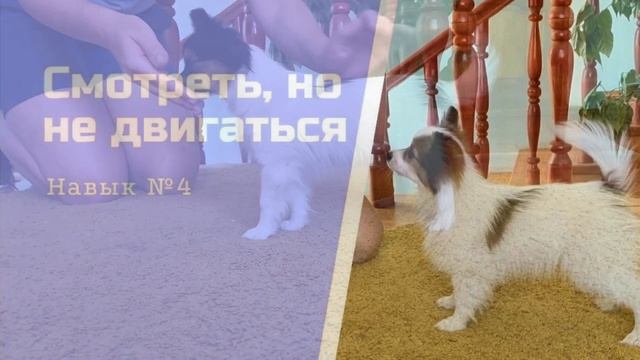 Базовые навыки выставочного щенка смотреть онлайн