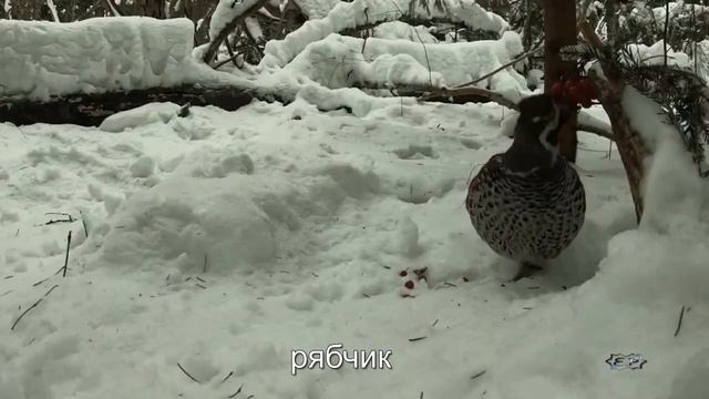 Зимующие птицы средней полосы России смотреть онлайн