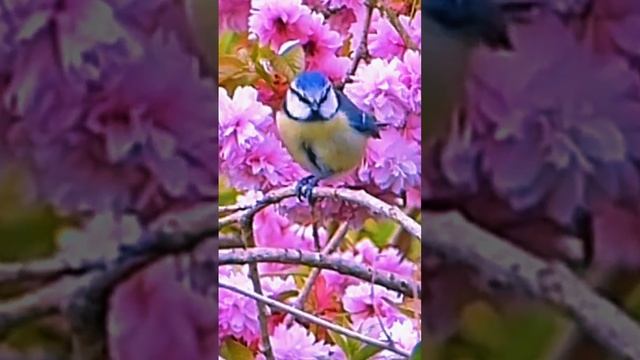 Blue Tit /Обыкновенная лазоревка#Shorts