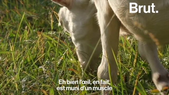 Les yeux des animaux смотреть онлайн