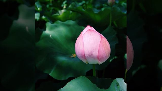 #цветы #цветок #сад #огород #флора #дача #лето #растение #природа #простаякрасота #flower #flowers смотреть онлайн