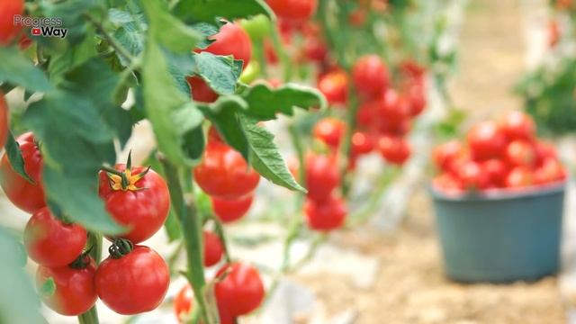 КАЖДЫЙ ЦВЕТОЧЕК НА ТОМАТАХ ЗАВЯЖЕТСЯ И НЕ ОПАДЕТ ЕСЛИ ПРЫСКАТЬ ЭТИМ РАЗ В НЕДЕЛЮ! НАСТОЙ СКОРЛУПЫ