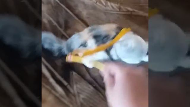 Как приобрести чистокровного шотландского котенка? смотреть онлайн