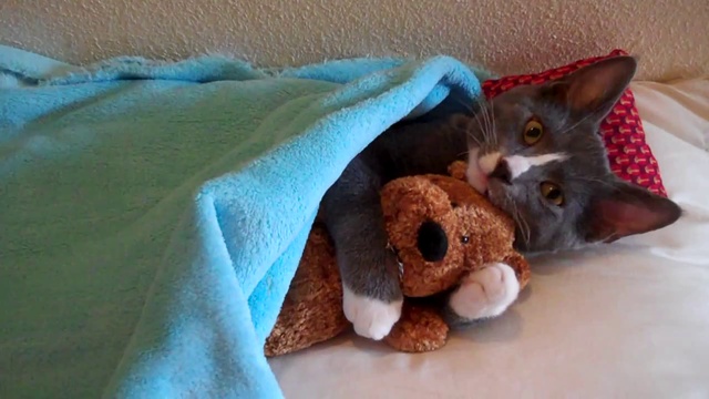 Кошка спит с игрушкой смотреть онлайн