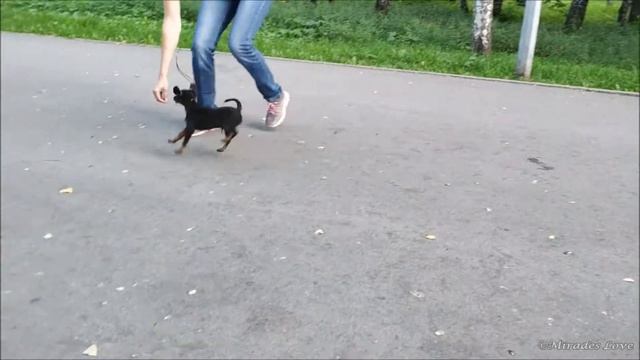 Османтус, первый выход в свет! смотреть онлайн