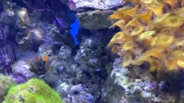 【English sub】小章赶海排水口排出大量的多宝鱼,一只接一只捡到手软!真是太过瘾了【赶海小章】