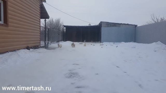 FOR SALE ПРОДАЖА Помет Ш дети Яны и Лондона (Вит Бир Ягана + Зауральский Медведь Лондон) На продажу смотреть онлайн