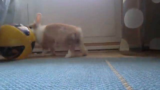 кролик задрот