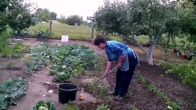 Голубика любительница кислых почв смотреть онлайн