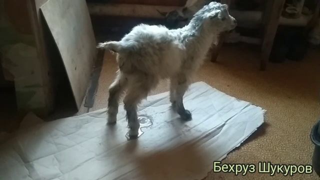 Бузи фуруши сегонаги мезояд 5 литр шир метияд молбозозори точикистон ба инхел буз нест бародарон смотреть онлайн