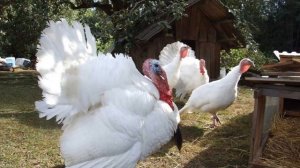 Разведение индюков породы Белая широкогрудая как бизнес идея | Индюки Белые широкогрудые