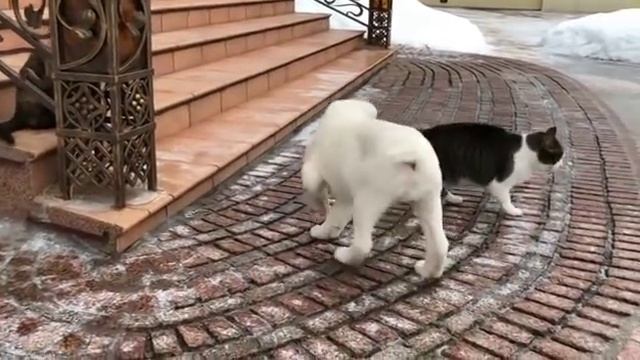 Маленькая копия папы: щенок алабая осваивает территорию. смотреть онлайн