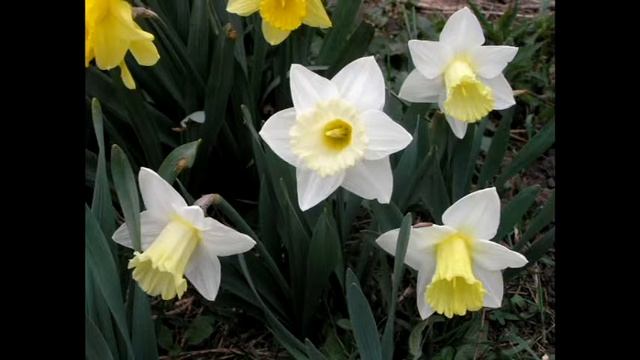 Поздравление с днём рождения для любимого мужчины смотреть онлайн