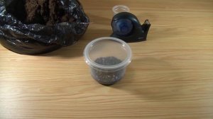 Синнингии: посев семян микросиннингии s.pusilla