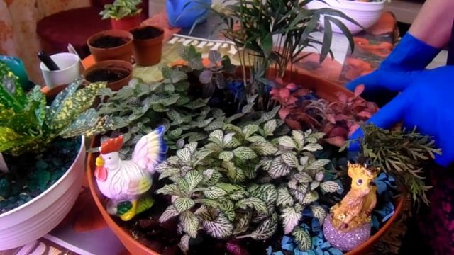 Черенкование фиттонии, гипоэстеса, берелескета. смотреть онлайн