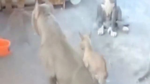 Perro Chihuahua & pitbull смотреть онлайн