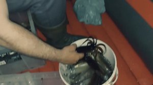 Приморский кальмар.22.07.2021.(ловля кальмара на воблеры)