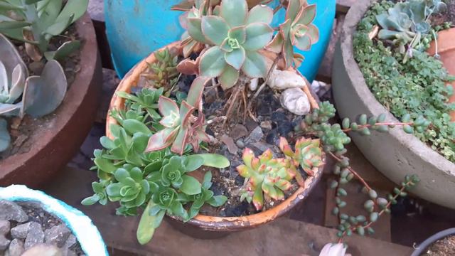 Suculentas Coloridas 🥰❤